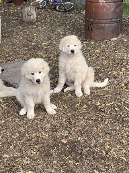 Maremma Puppies