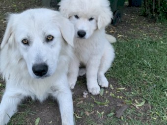 Maremma Puppies