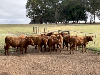 12 x Red Angus Autumn Drop Steers