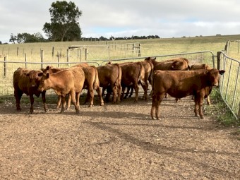 12 x Red Angus Autumn Drop Steers