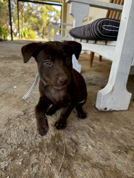 4 x Male Kelpie Pups