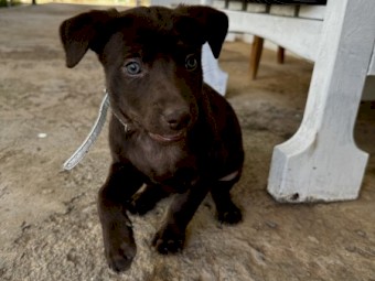 4 x Male Kelpie Pups