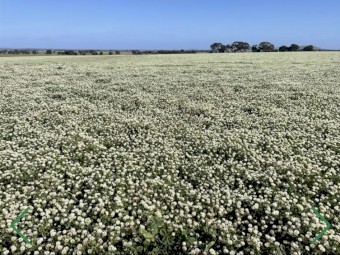 Premium clover hay