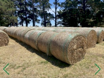 Premium clover hay