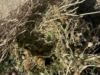 Premium clover hay