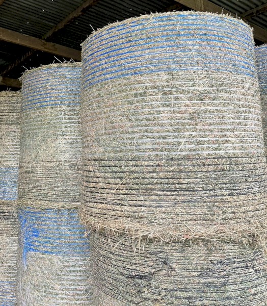 Lucerne Hay
