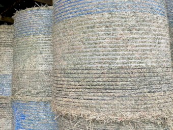 Lucerne Hay
