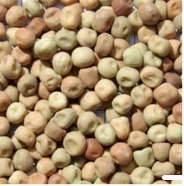 Dun Peas field peas / parafield peas) Botanical name: Pisum Sativum Varieties: Kaspa/Parafield /Dun 