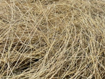 Italian Ryegrass Hay