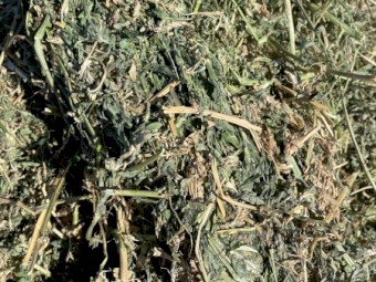 Lucerne Hay