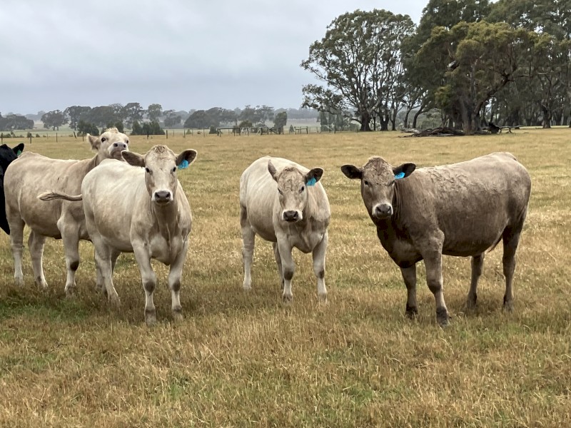 23 EU station mated heifers 15-16 months