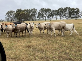 23 EU station mated heifers 15-16 months