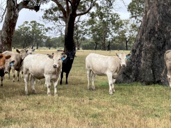 23 EU station mated heifers 15-16 months