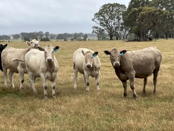 23 EU station mated heifers 15-16 months