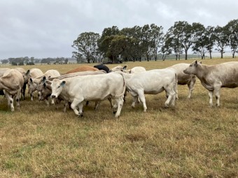 23 EU station mated heifers 15-16 months