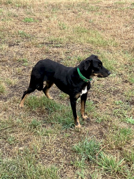 Female black and tan kelpie 17 months old