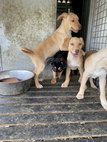 Kelpie x Border Collie pups