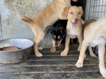 Kelpie x Border Collie pups