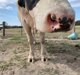 Halter broken Friesian Stag