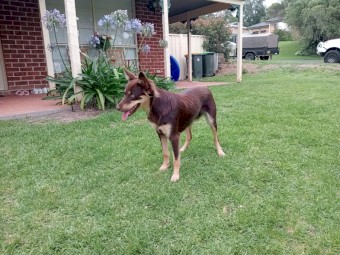 Red Kelpie