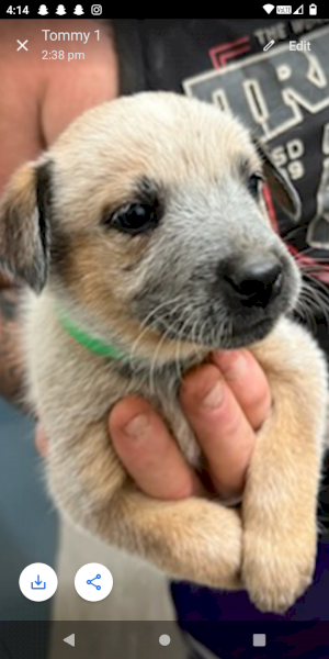 Red heeler puppies 