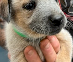 Red heeler puppies 