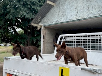 Kelpie Pups