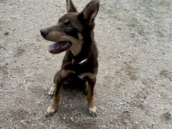 Kelpie Pups