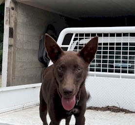 Kelpie Pups