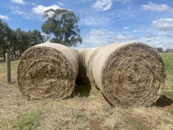 2nd cut Lucerne rolls