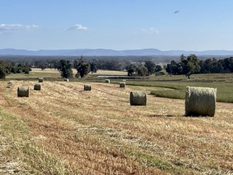 200 rolls wheat/rye hay