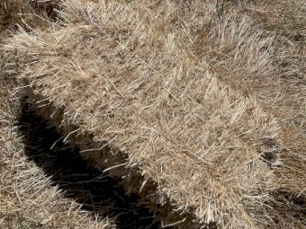 Oaten Rye Small Sqaures