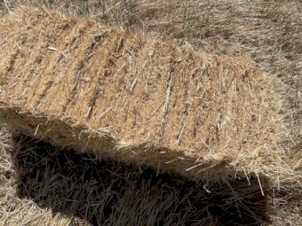 Oaten Rye Small Sqaures