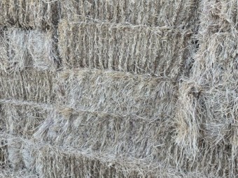Oaten Rye Small Sqaures