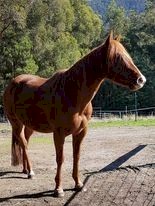 Beautiful Companion Mare