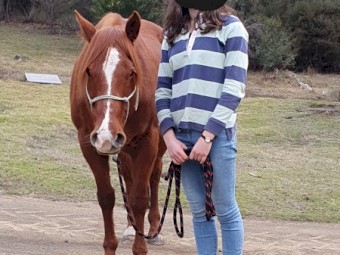Beautiful Companion Mare