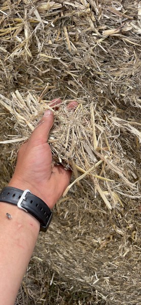 100MT - Barley Straw Bales Jan 24 Harvest