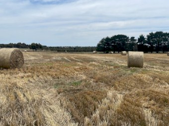 100MT - Barley Straw Bales Jan 24 Harvest