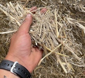 100MT - Barley Straw Bales Jan 24 Harvest