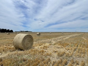 100MT - Barley Straw Bales Jan 24 Harvest