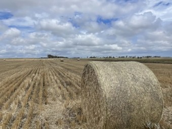 100MT - Barley Straw Bales Jan 24 Harvest