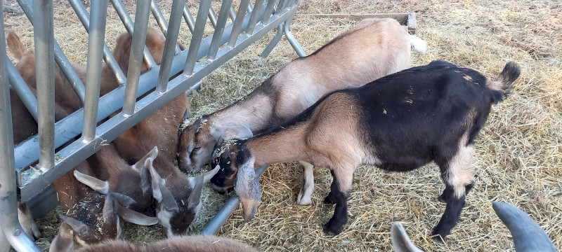 2 Anglo Nubian Wethers 