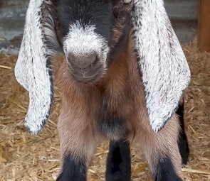 2 Anglo Nubian Wethers 