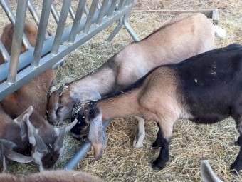 2 Anglo Nubian Wethers 