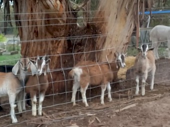 1 Saanen x Toggenburg Wether