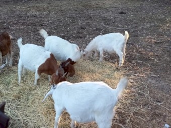 3 Boar X Toggenburg Doelings