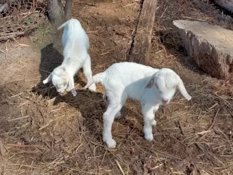 3 Boar X Toggenburg Doelings