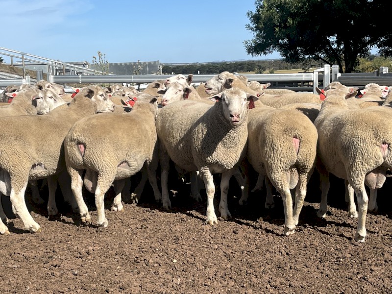 White Suffolk rams