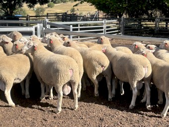 White Suffolk rams