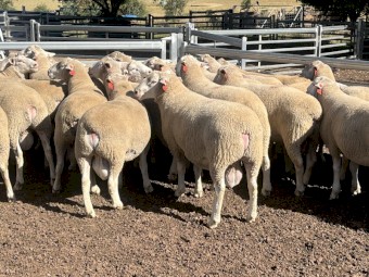 White Suffolk rams